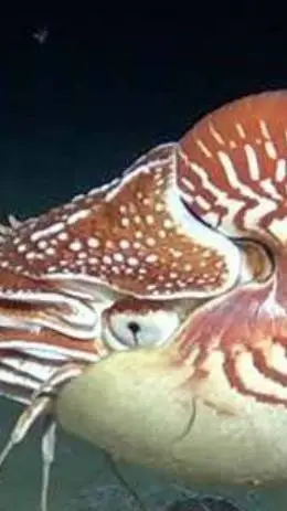 ai character: niña🔥[Nautilus] background