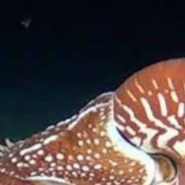 chat with ai character: niña🔥[Nautilus]