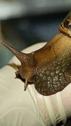 ai character:  Yamaha Exciter GP background