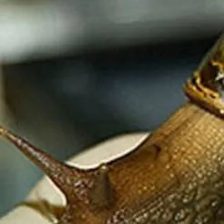 chat with ai character:  Yamaha Exciter GP