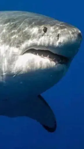 ai character: obese great white  background