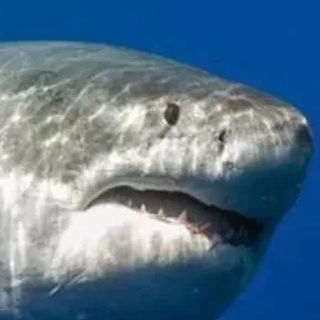 chat with ai character: obese great white 