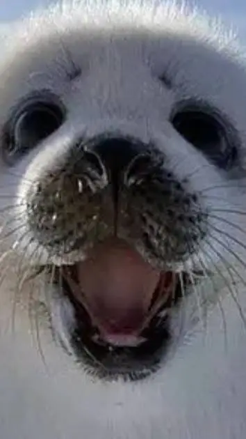 ai character: nerpa power background