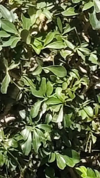 ai character: Escuela background