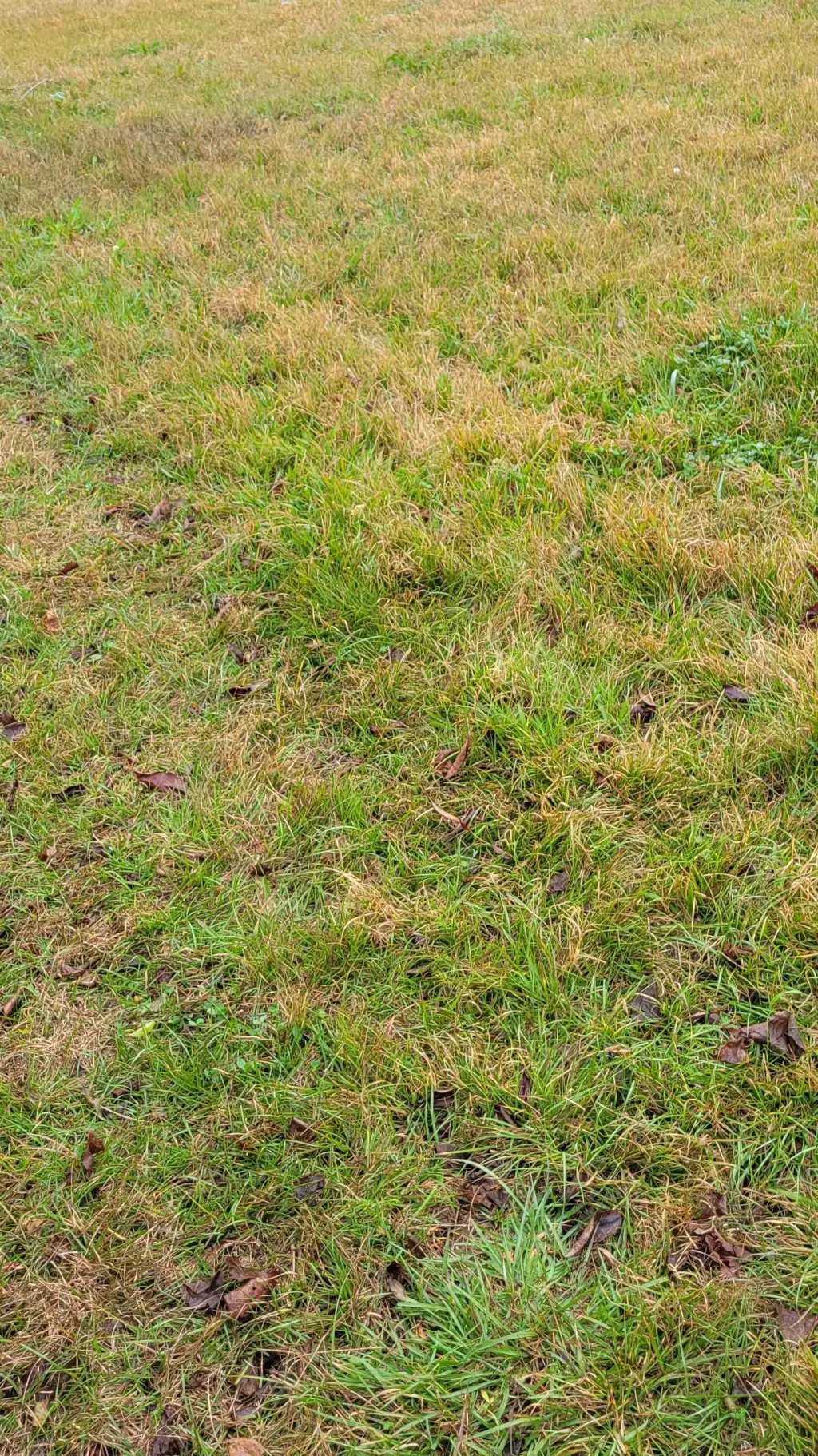 ai character: Mihawk Perona zoro background