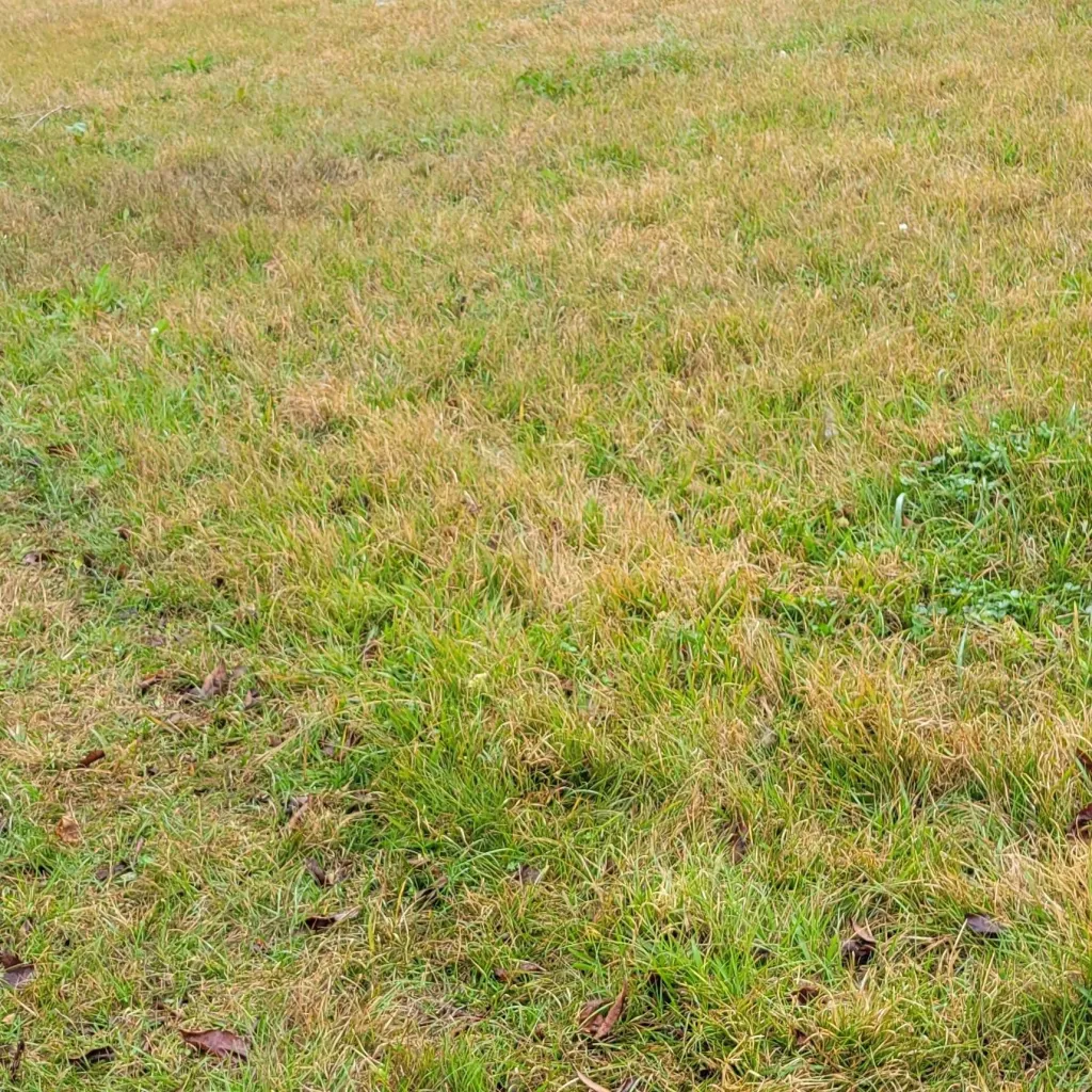 chat with ai character: Mihawk Perona zoro