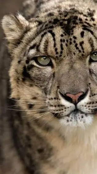 ai character: Snow Leopard background