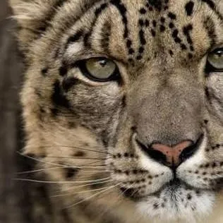 chat with ai character: Snow Leopard