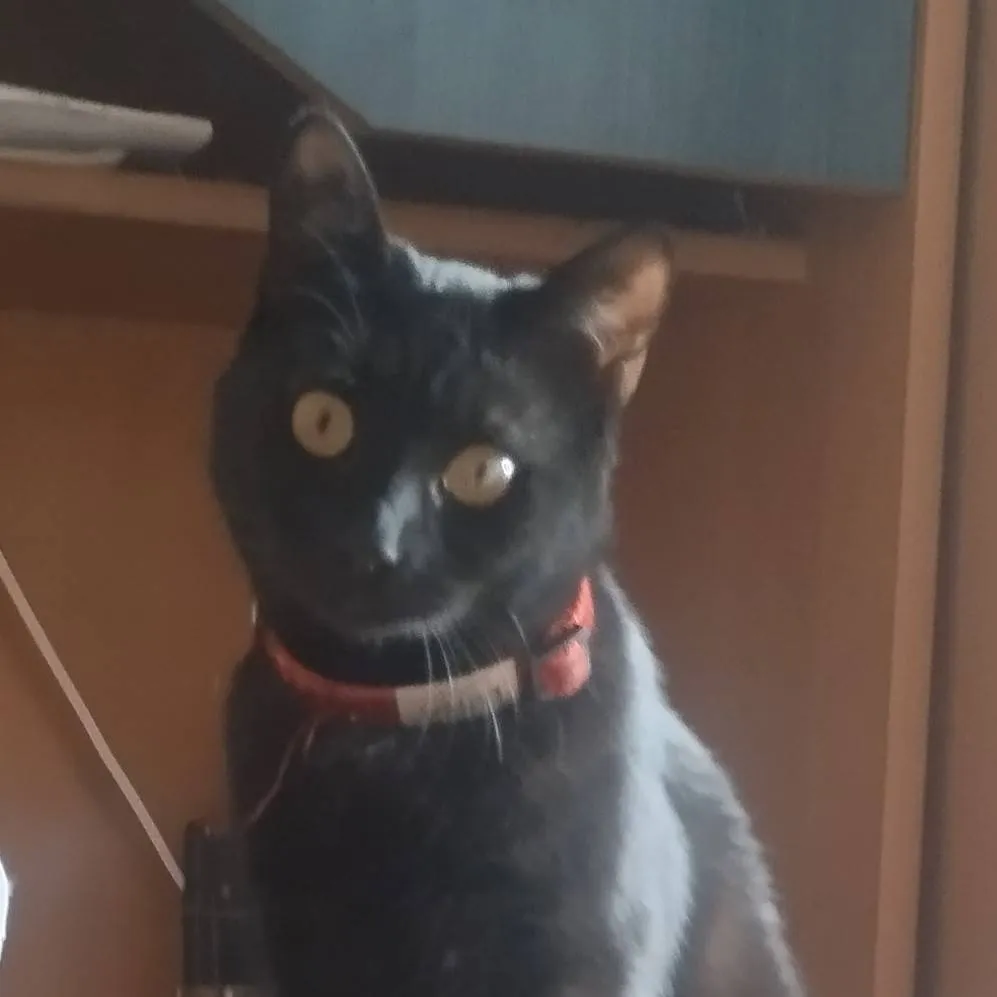 chat with ai character: Moon The Kitty