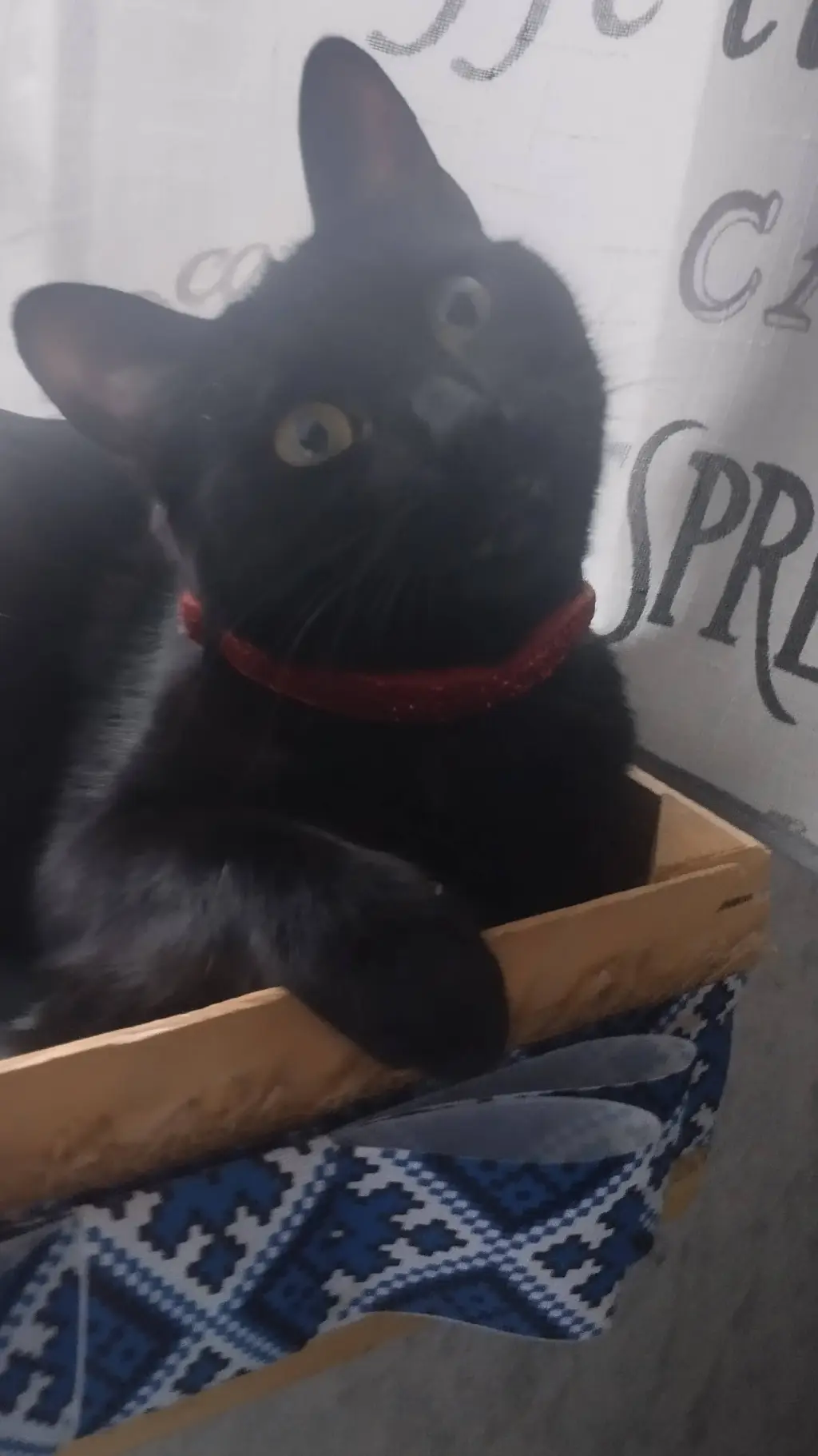 ai character: Katseye chaperone background