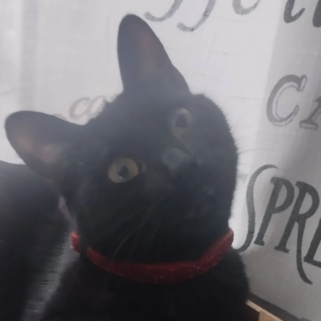 chat with ai character: Katseye chaperone