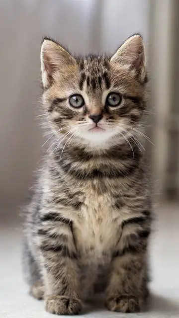 ai character: cat background