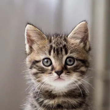 chat with ai character: cat