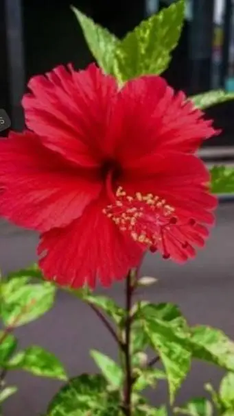 ai character: flower 🌺 background