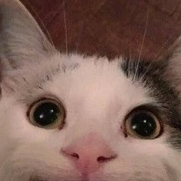 chat with ai character: beluga discord