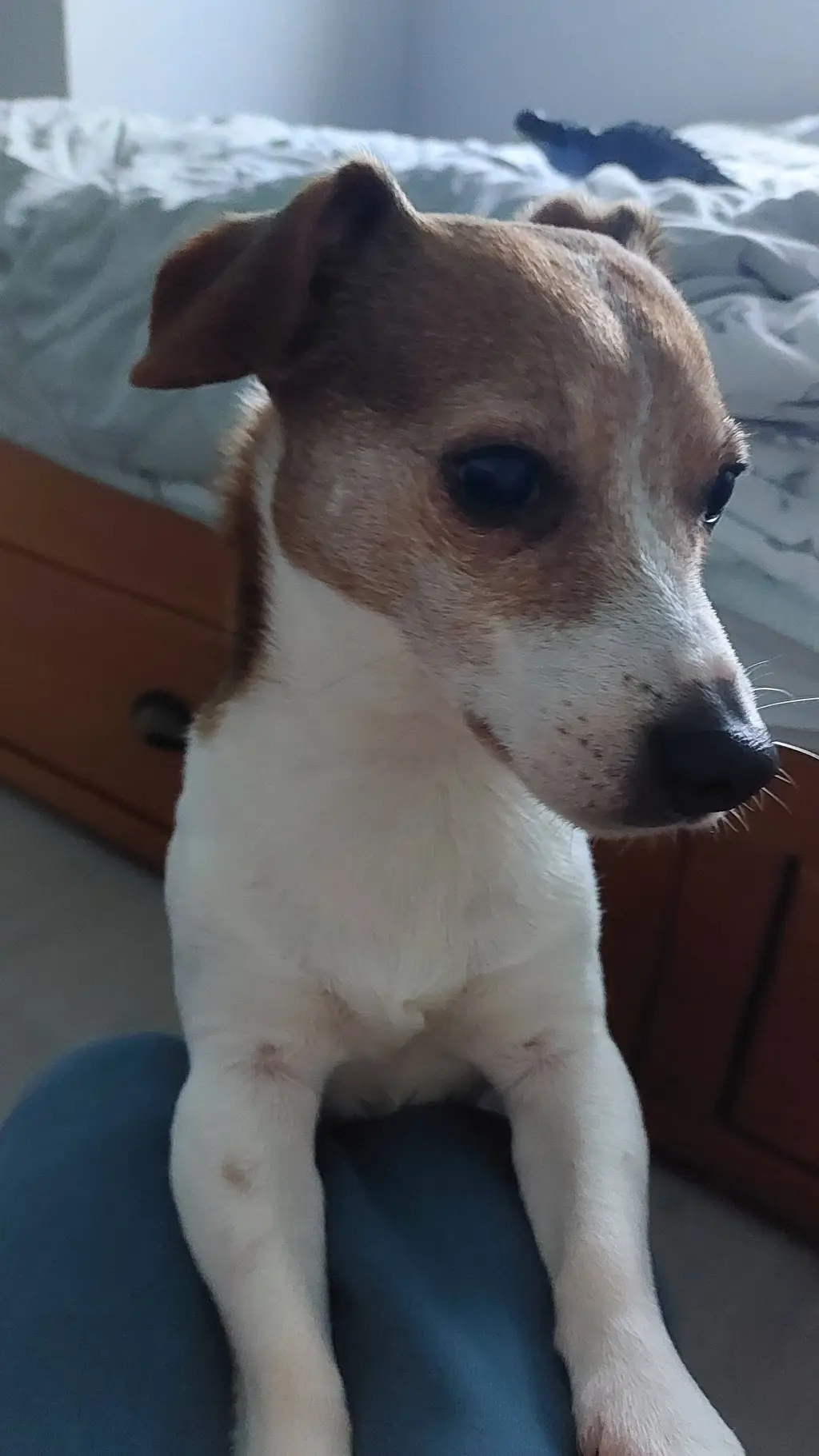 ai character: my irl dog background