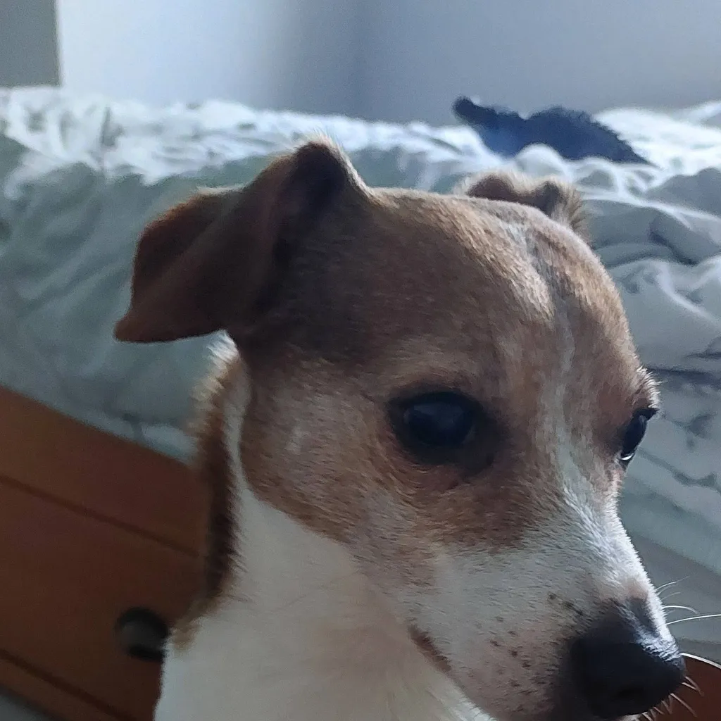 chat with ai character: my irl dog