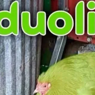 chat with ai character: Fake Duolingo 