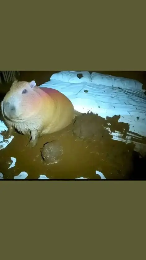 ai character: CAPIBARA POOPER background