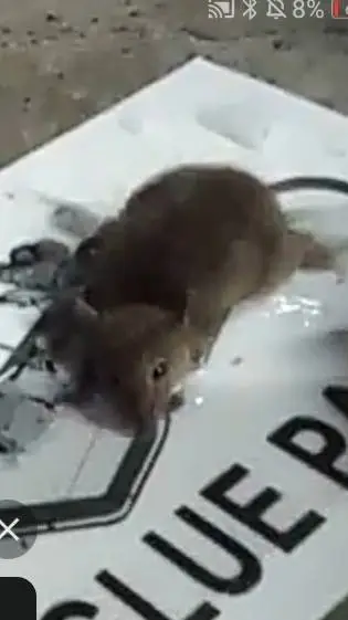 ai character: O rato junin background