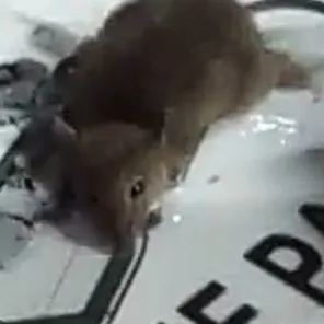 chat with ai character: O rato junin