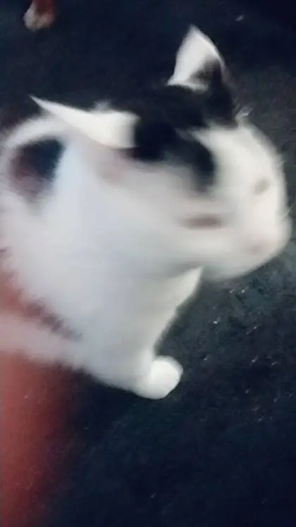 ai character: kitty  background