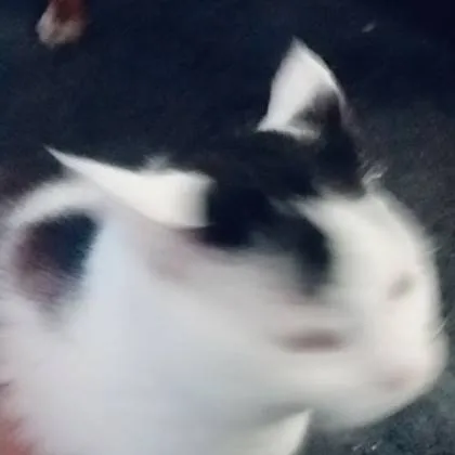 chat with ai character: kitty 