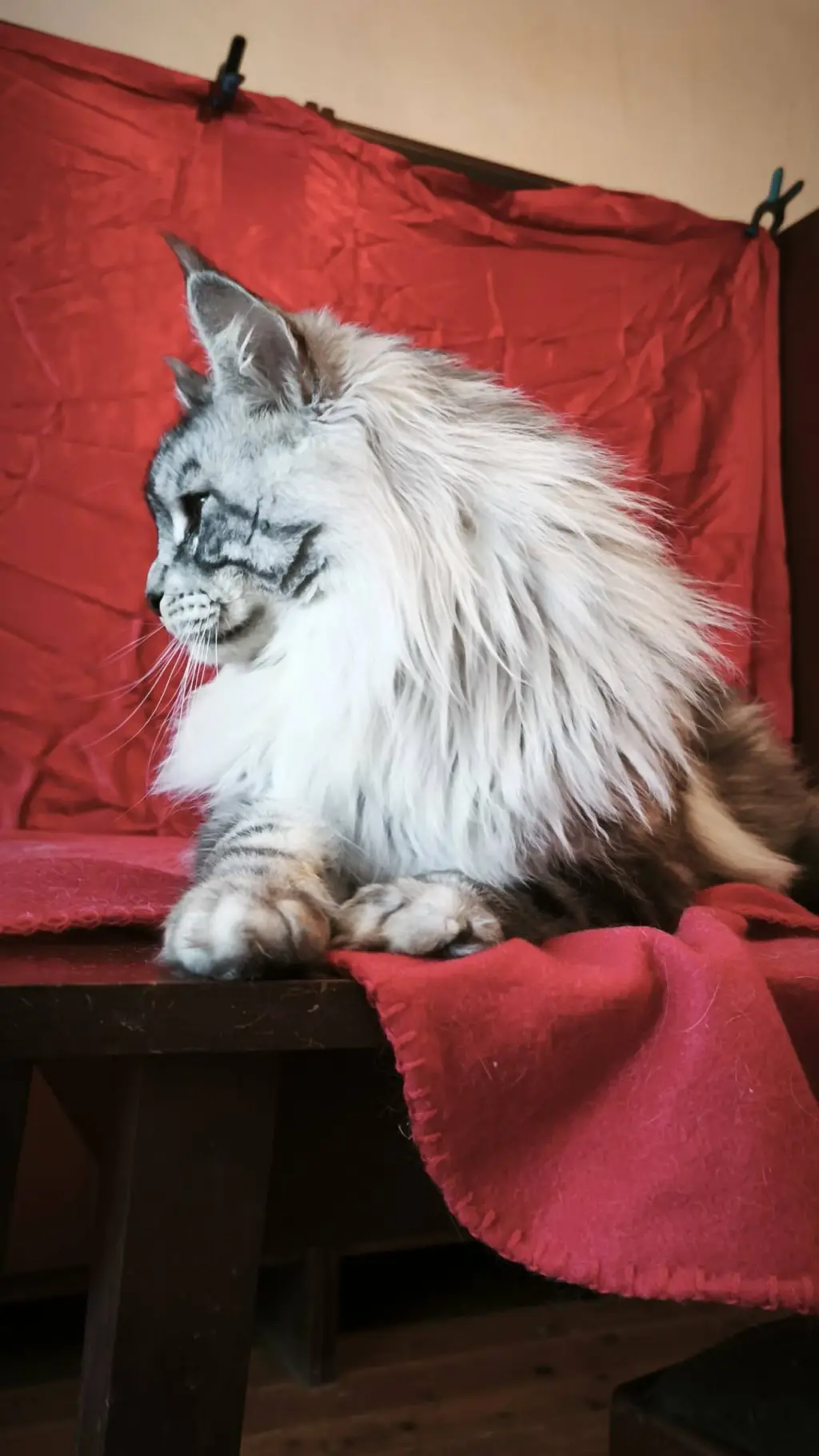ai character: youre cat background