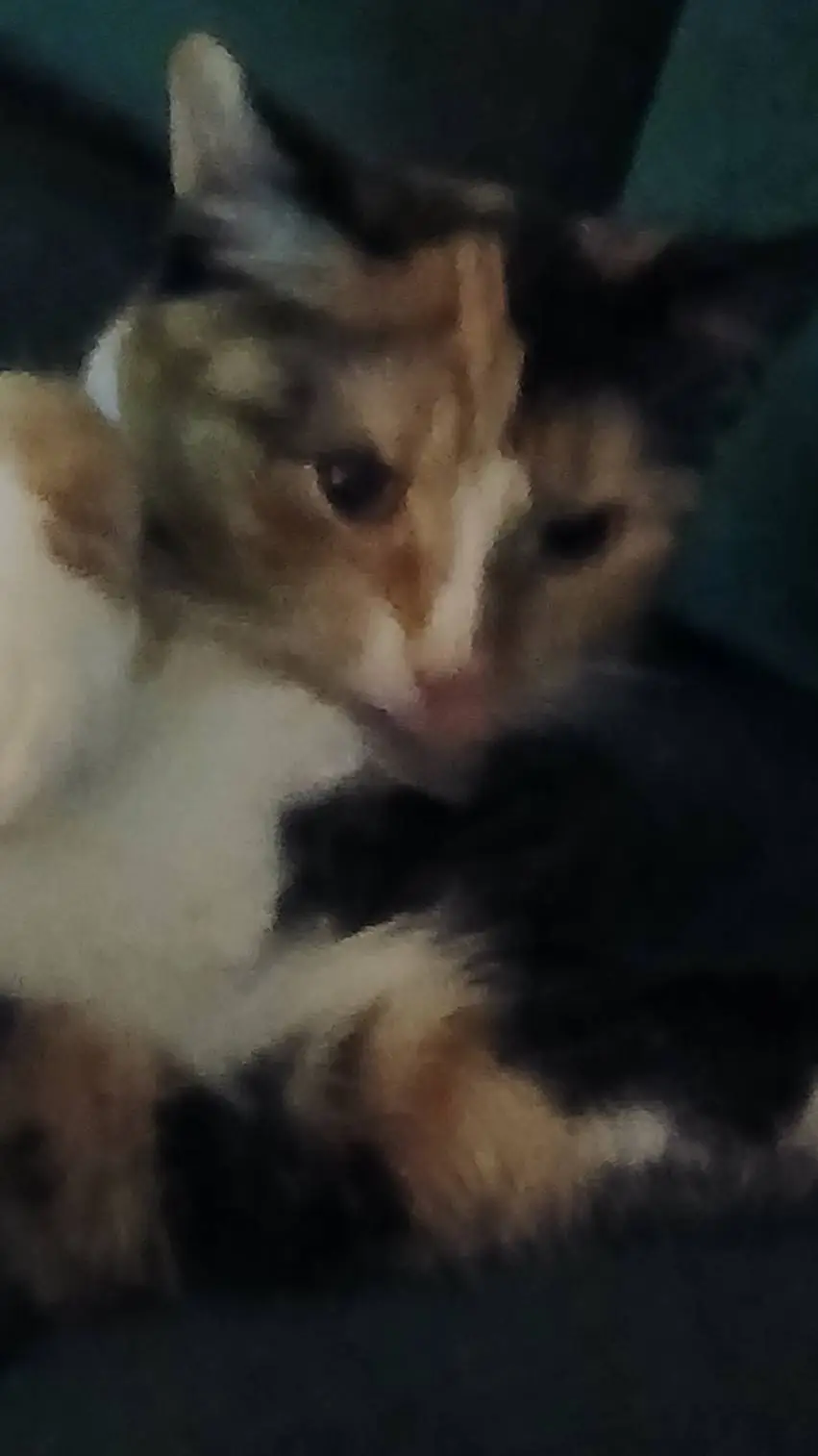 ai character: diva background