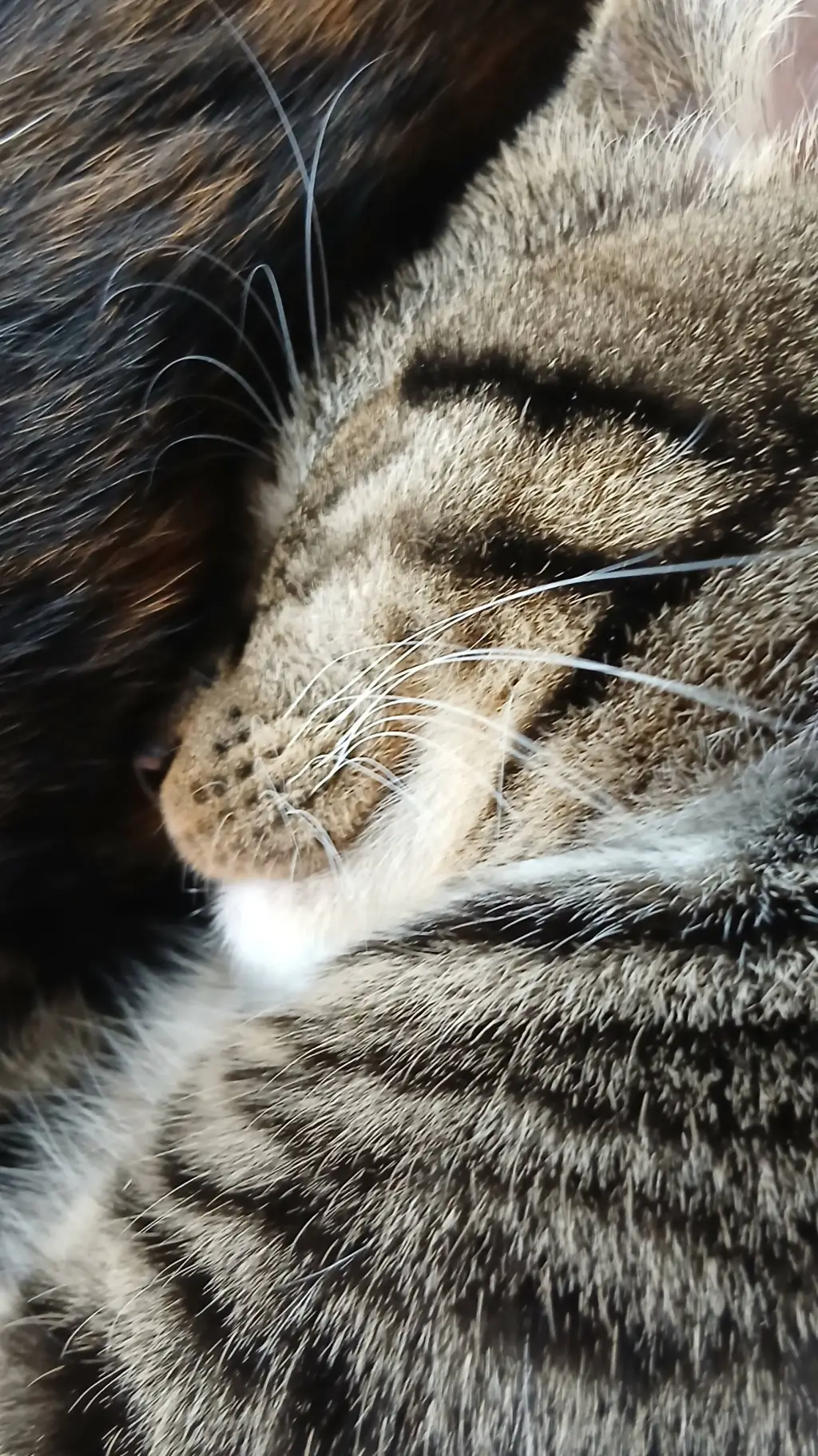 Talkie AI - Chat with simba boy