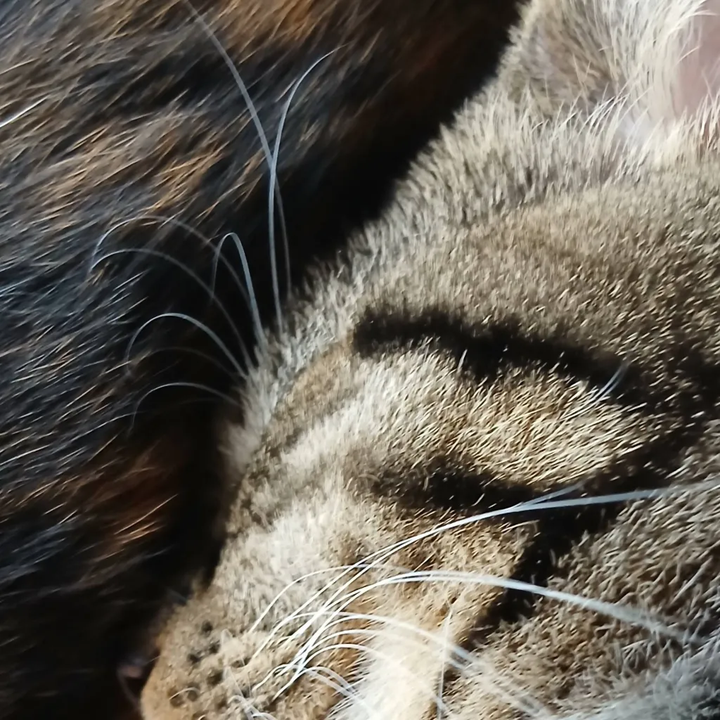 chat with ai character: simba boy