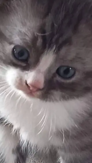 ai character: boliwolie kitten background