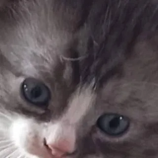 chat with ai character: boliwolie kitten