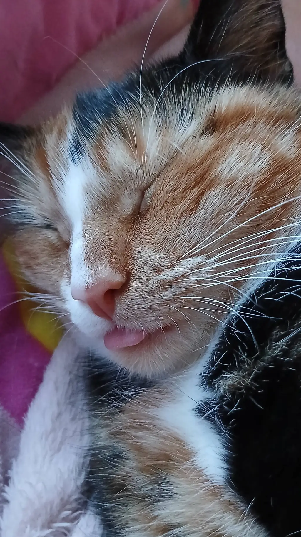 ai character: diva background