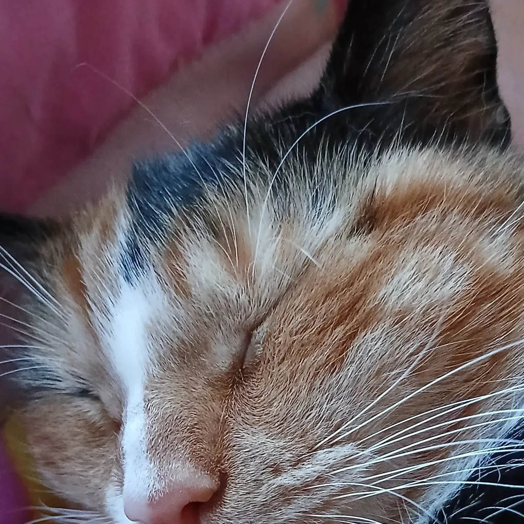 chat with ai character: diva