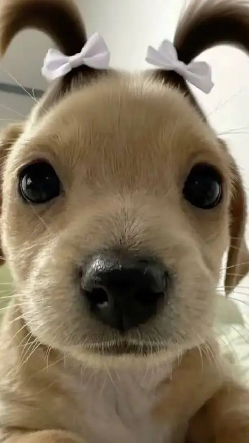 ai character: Nova aluna(o)  background