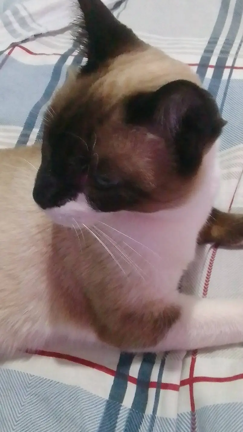 ai character: mha  background