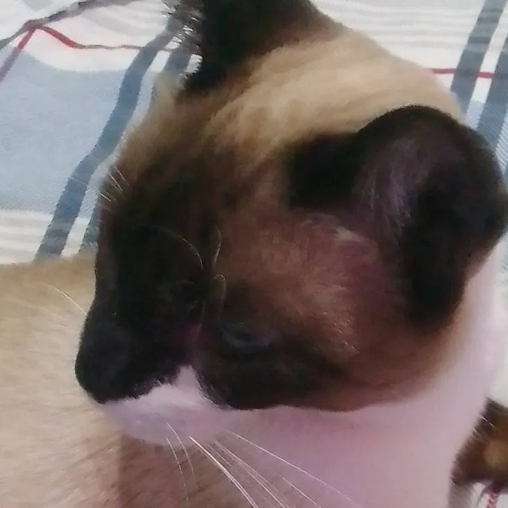 chat with ai character: mha 