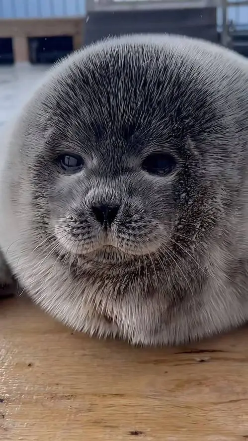 ai character: Foca background