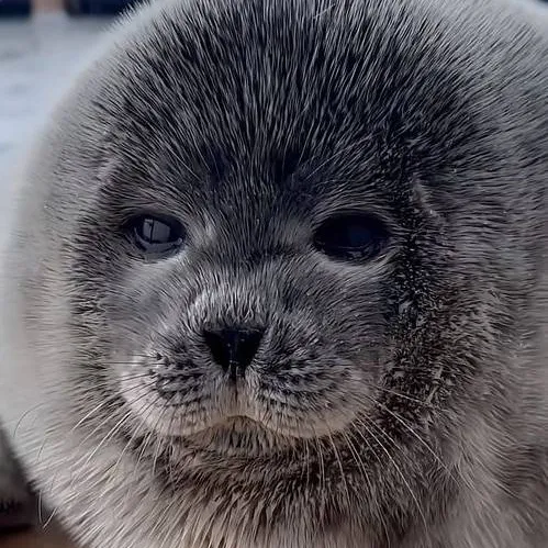 chat with ai character: Foca