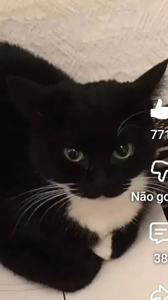 ai character: jazz o gato background