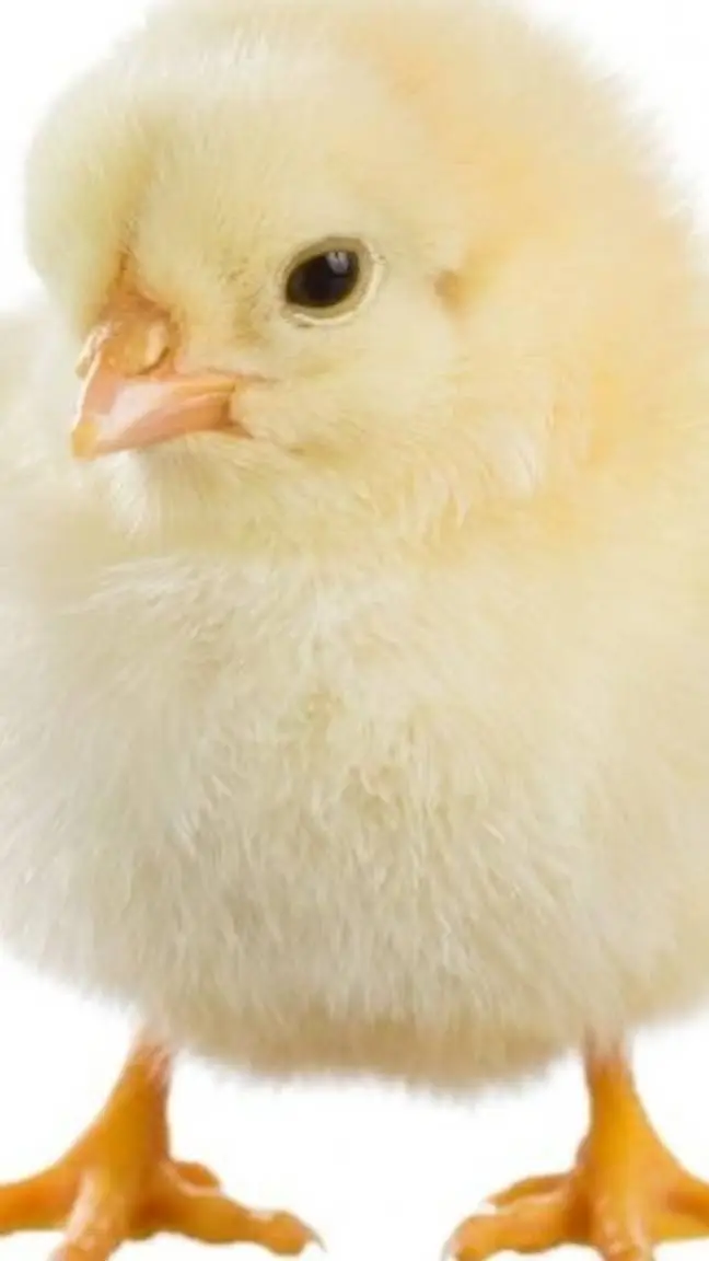 ai character: pio background