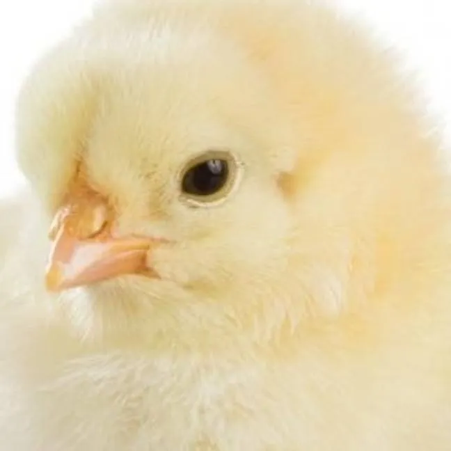 chat with ai character: pio