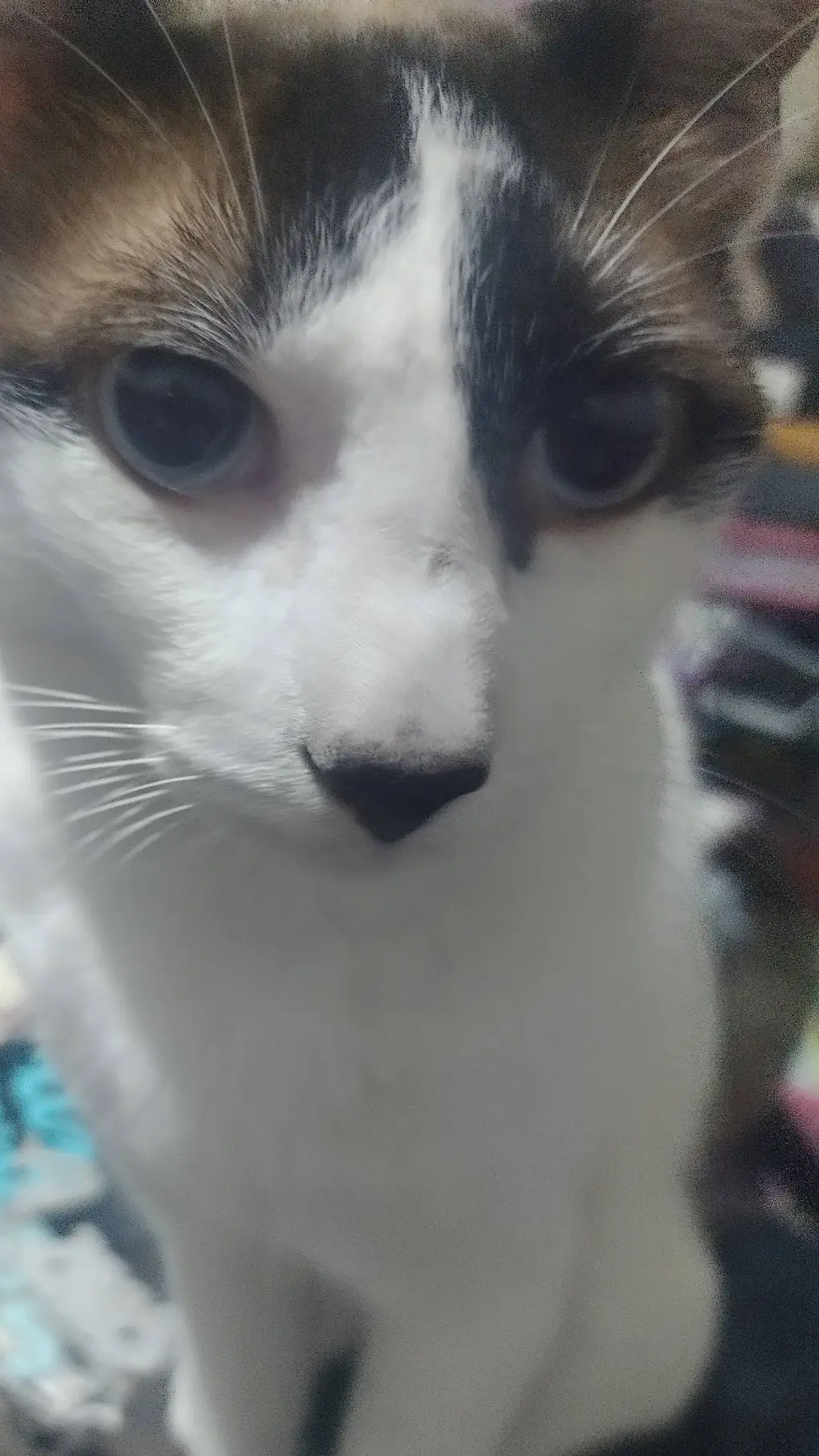 ai character: julian el loco background