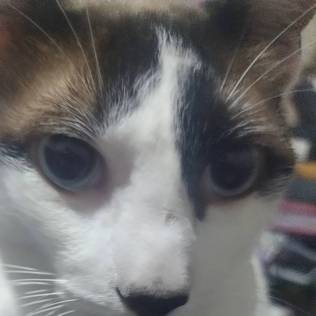 chat with ai character: julian el loco