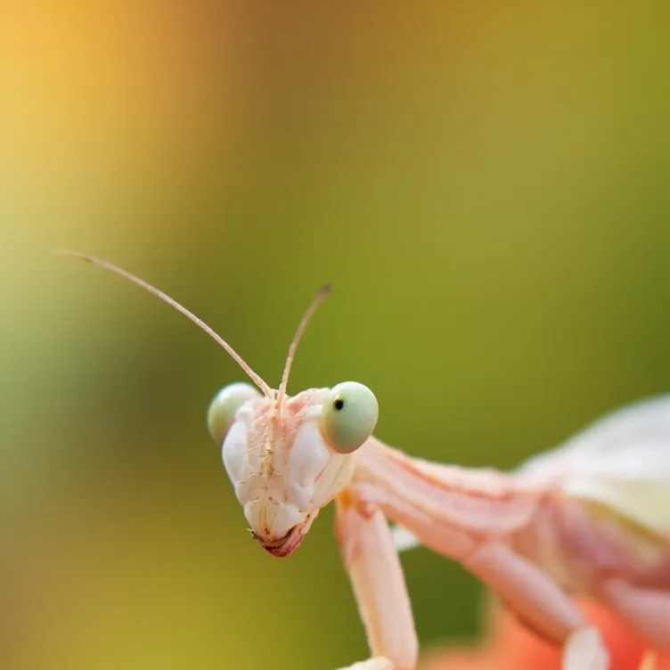 chat with ai character: Favorite bug guess