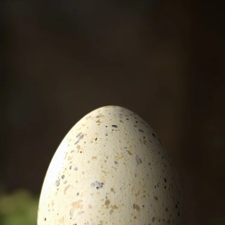 chat with ai character: Turkey egg. 