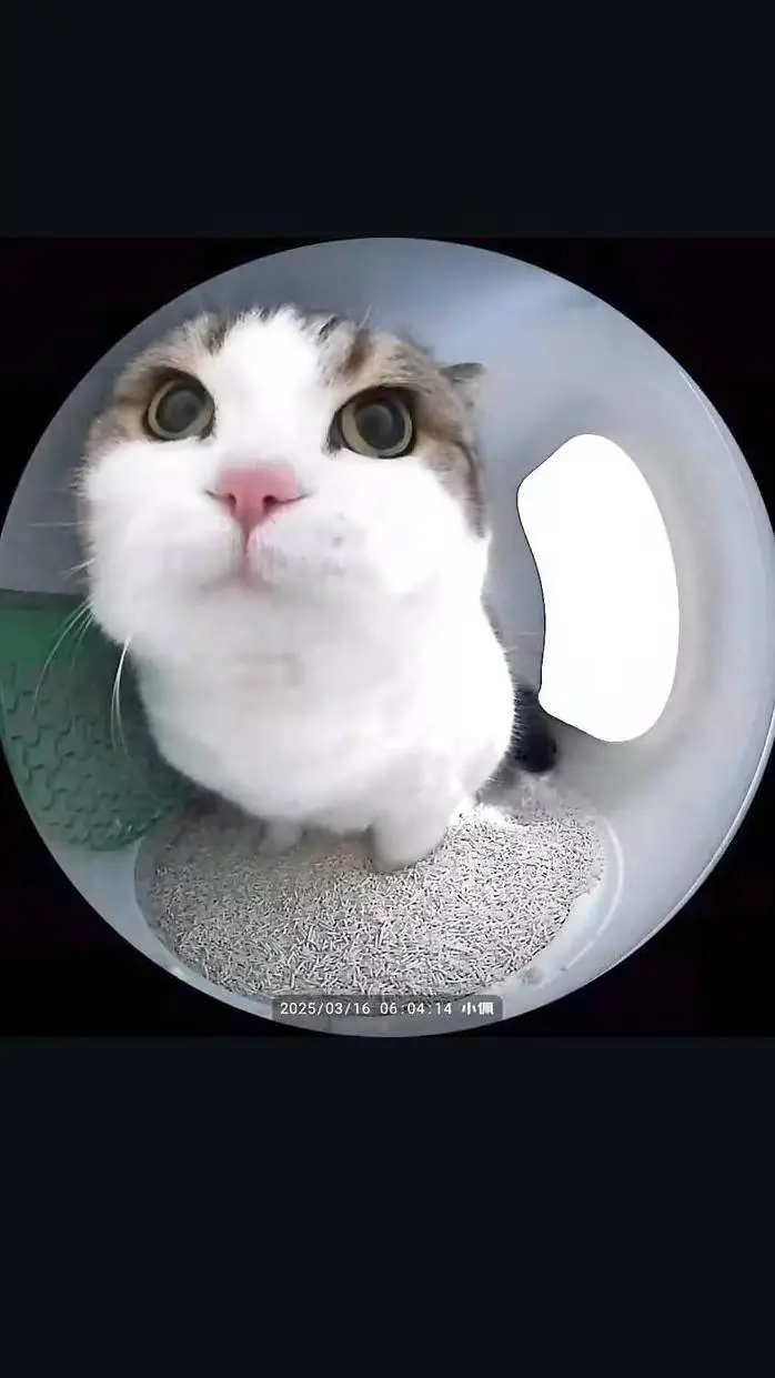 ai character: Cat 😺 background