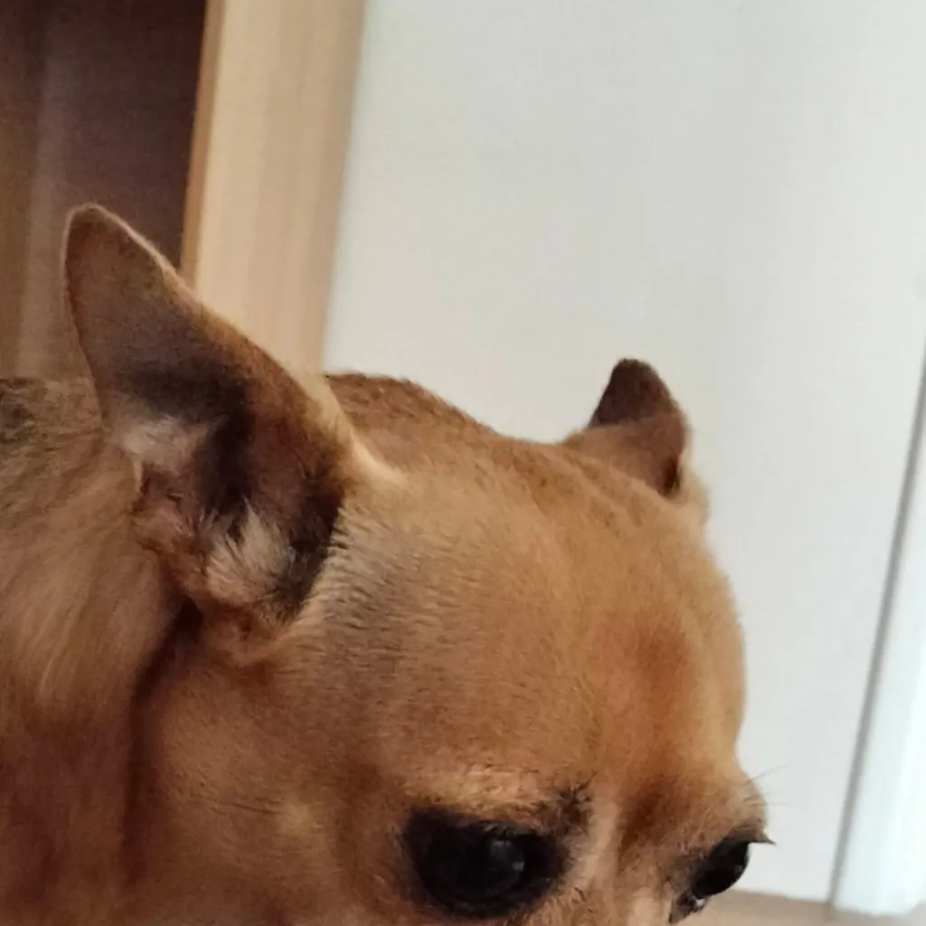 chat with ai character: Bella the dog