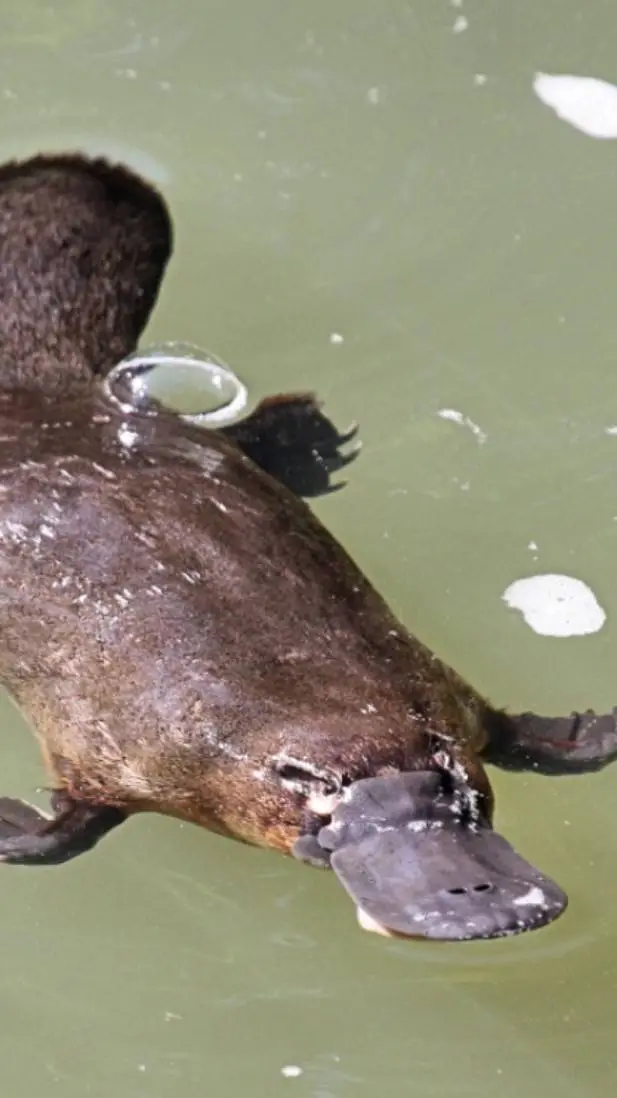 ai character: kny GYM background